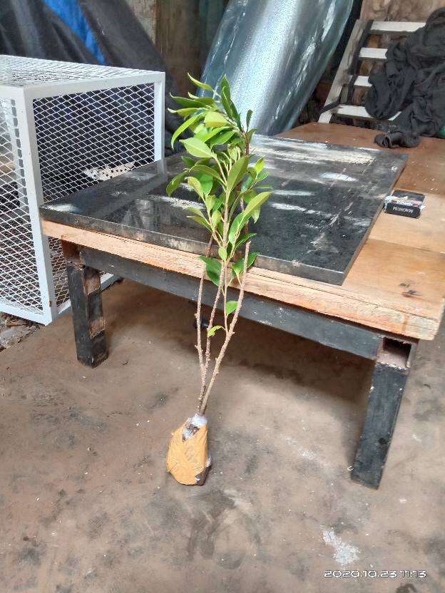 Bibit Beringin Kimeng Bahan Bonsai