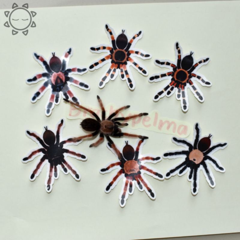 Tarantula Stickers Brachypelma Set // stiker tarantula stiker laba laba