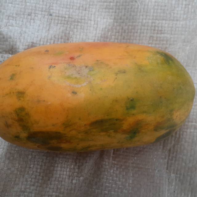 

PEPAYA CALIFORNIA