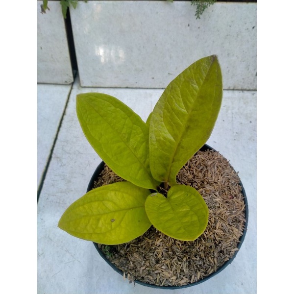 anthurium jemani golden