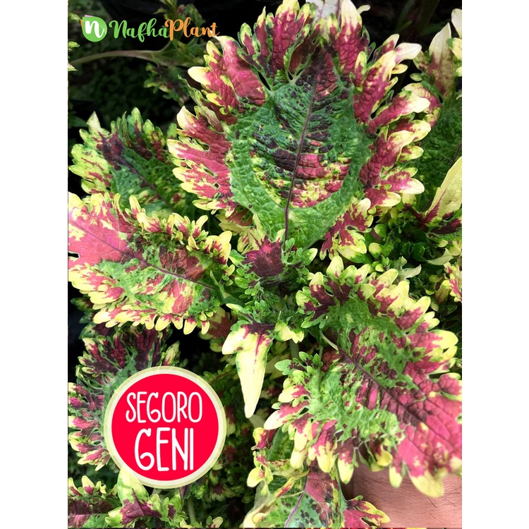 Miana SEGORO GENI | KEMBANG API RAJA | BERAKAR