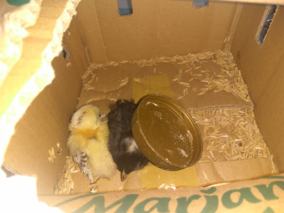 Ayam Hias /anak Ayam Serama /kate Ceper/poland/batik Kanda/batik Itali/chocin