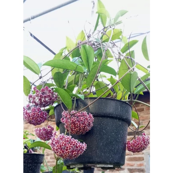 HOYA PUBYCALIK.HOYA.BUNGA HOYA.BIBIT TANAMAN HOYA