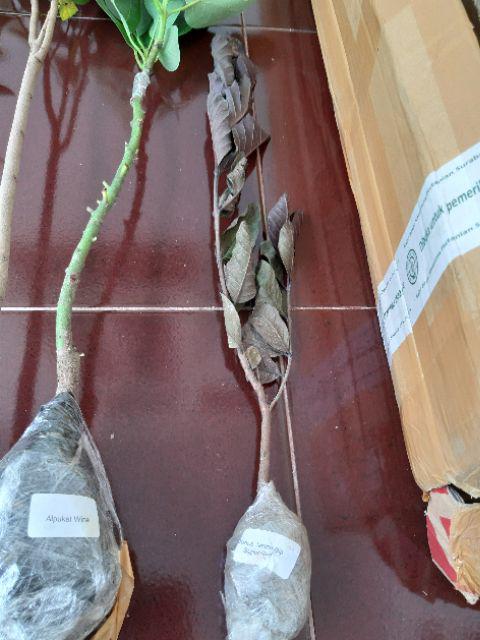 Bibit Tanaman Buah Alpukat Wina