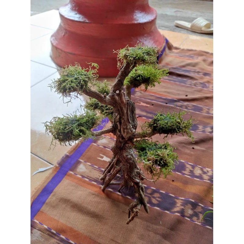 Bonsai tanaman aquascape murah