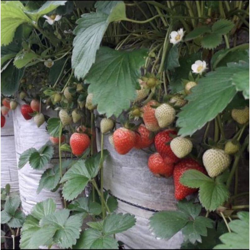 Benih Buah Strawberry Mencir Dataran Rendah Unggul