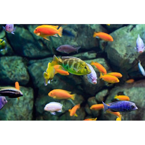 Ikan Cilchid Lemon blue Auratus venustus ikan chilcid niasa chilcid kuning ikan hias green sumatra