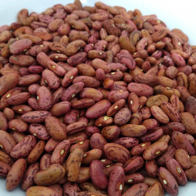

KIDNEY BEAN/kacang merah