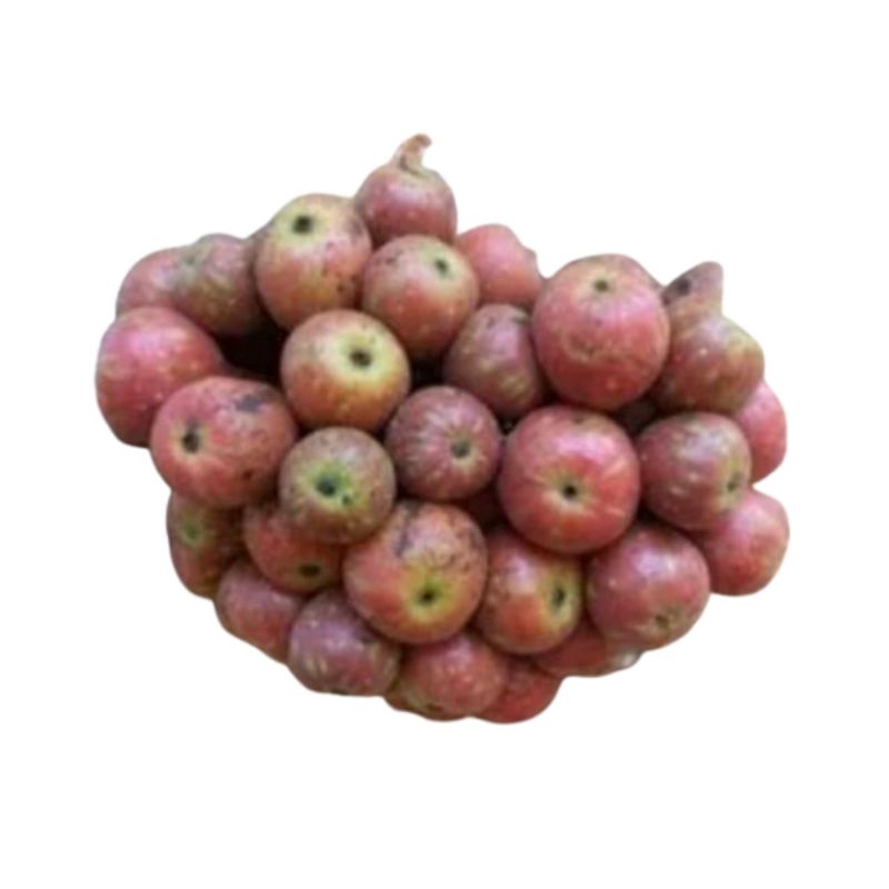 

1kg Buah Gondang Fresh