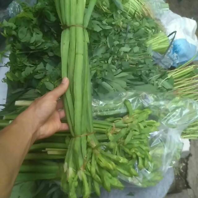 

Genjer Segar / 1 ikat