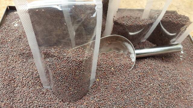 

MUSTARD SEEDS / Biji Sawi 50 gr