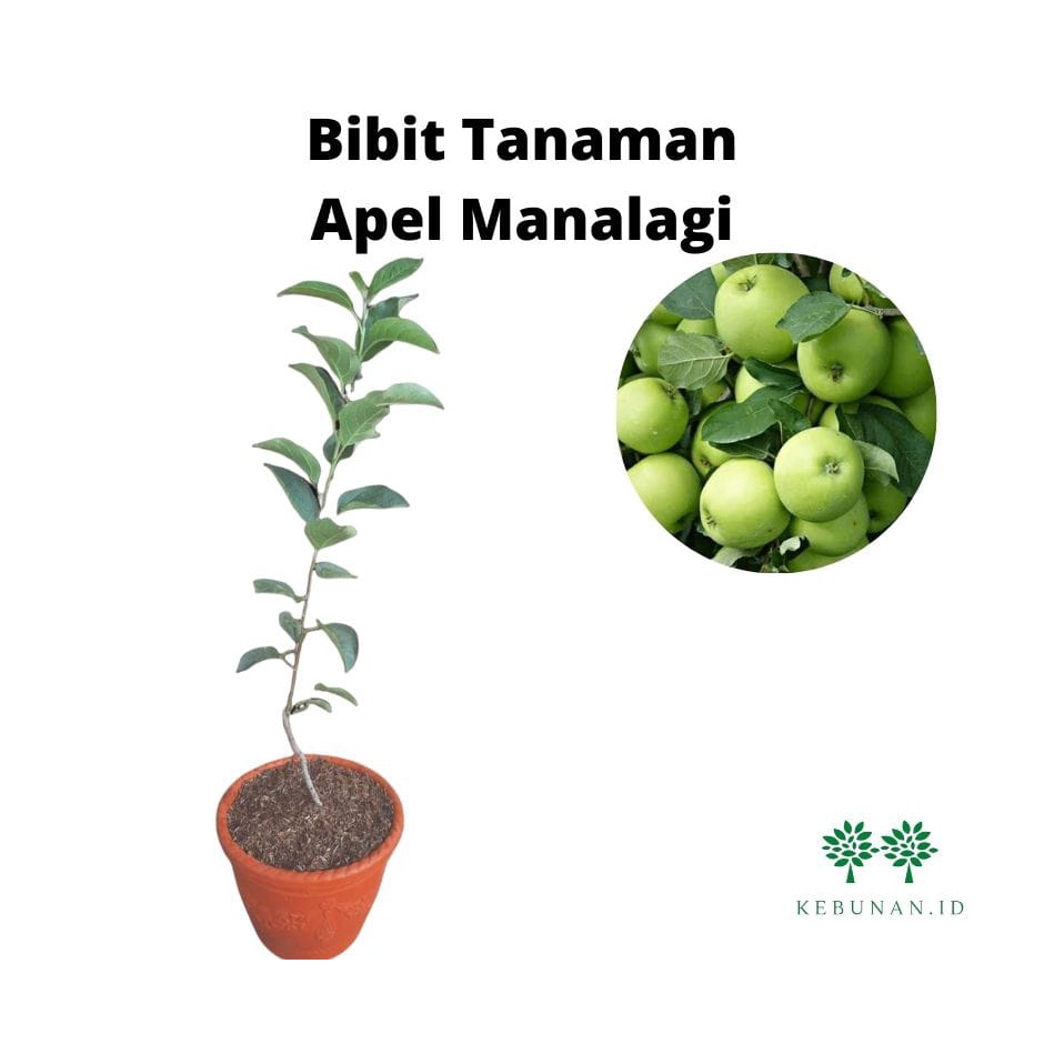 Bibit Apel Manalagi /Tanaman Apel Manalagi/Apel Malang Asli (Okulasi)
