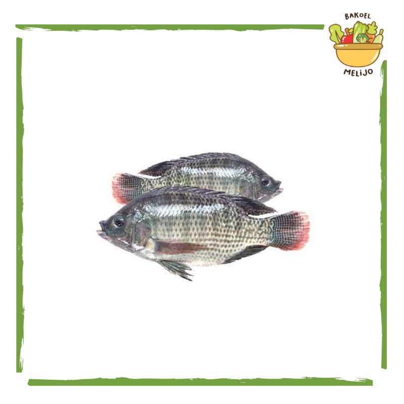 

Ikan mujaer/ mujair segar