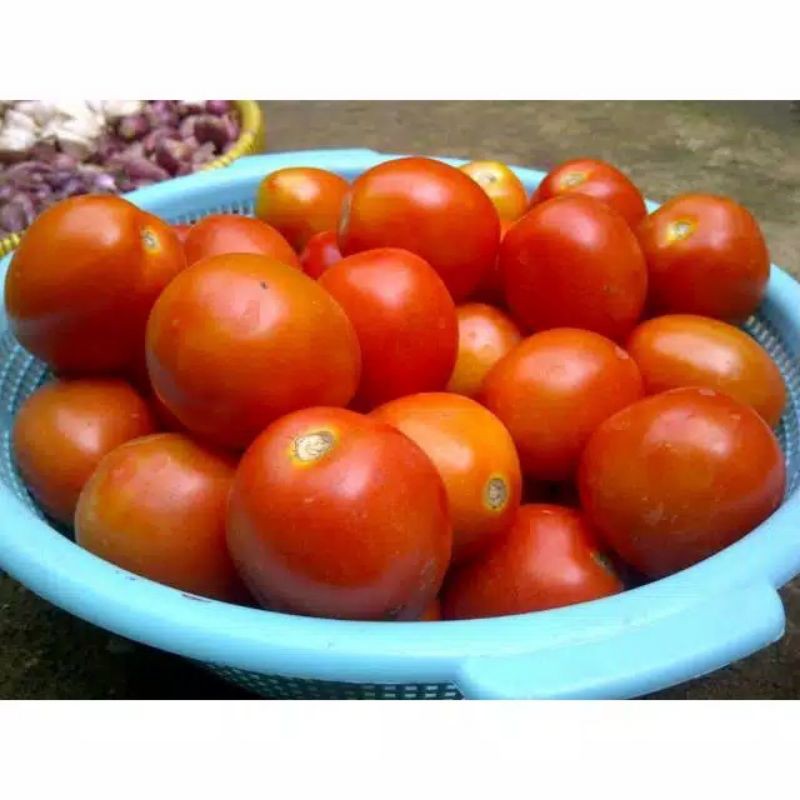 

Tomat merah per 250gr - tomat fresh