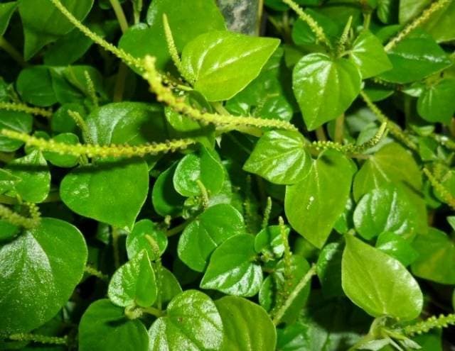 

(PROMO) Daun sirih cina atau daun suruhan fresh 1 kg Murah Sehat