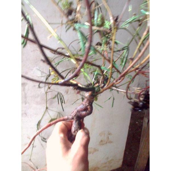 Bahan bonsai putri malu