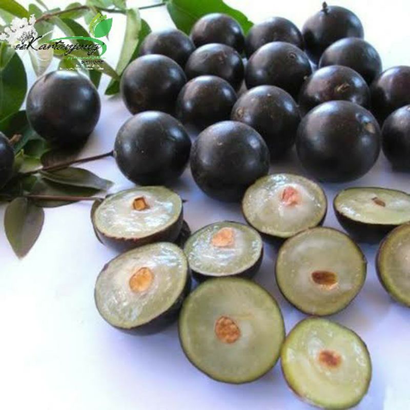 Bibit buah anggur pohon jaboticaba preco/anggur brazil/kupalandak( Batang besar)