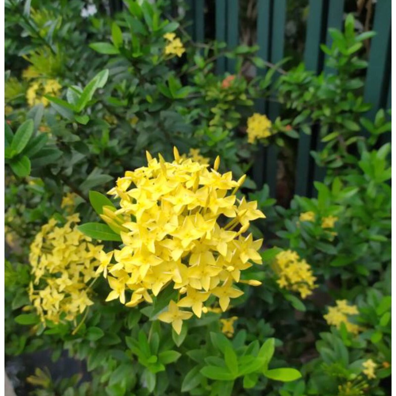 Bibit Tanaman Hias Asoka Mini Bunga Kuning