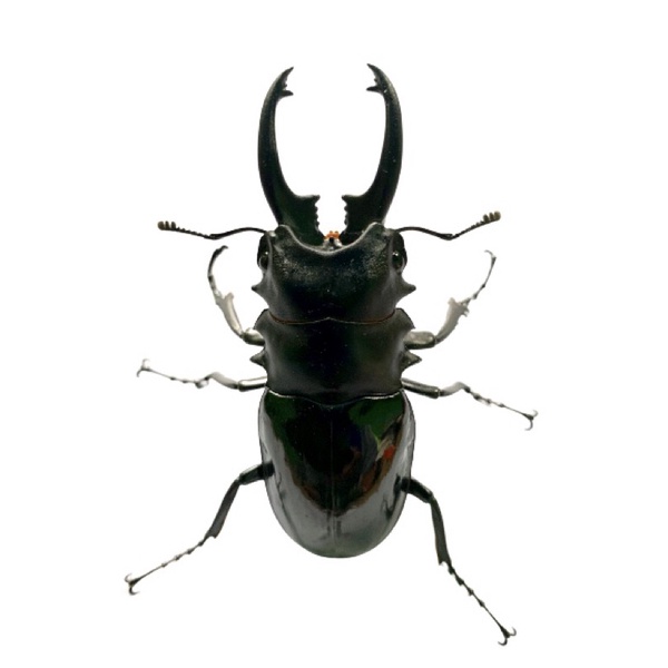 kumbang capit bilicossa odontolabis