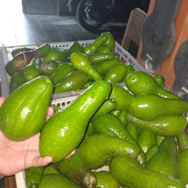 1 kg buah alpukat jenis lonjong panjang ( aligator )