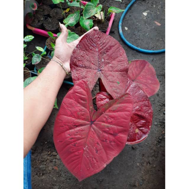 Bunga Tanaman Caladium Bibit 3 4 Daun Red Dragon Caladium Srirejeki Shopee Indonesia