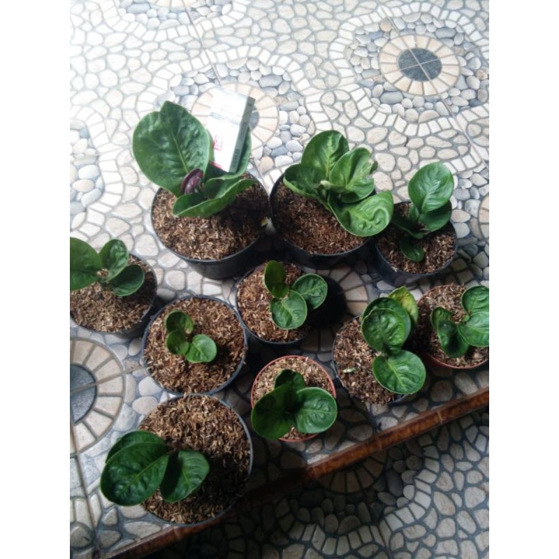 bunga jemani mangkok grandpa