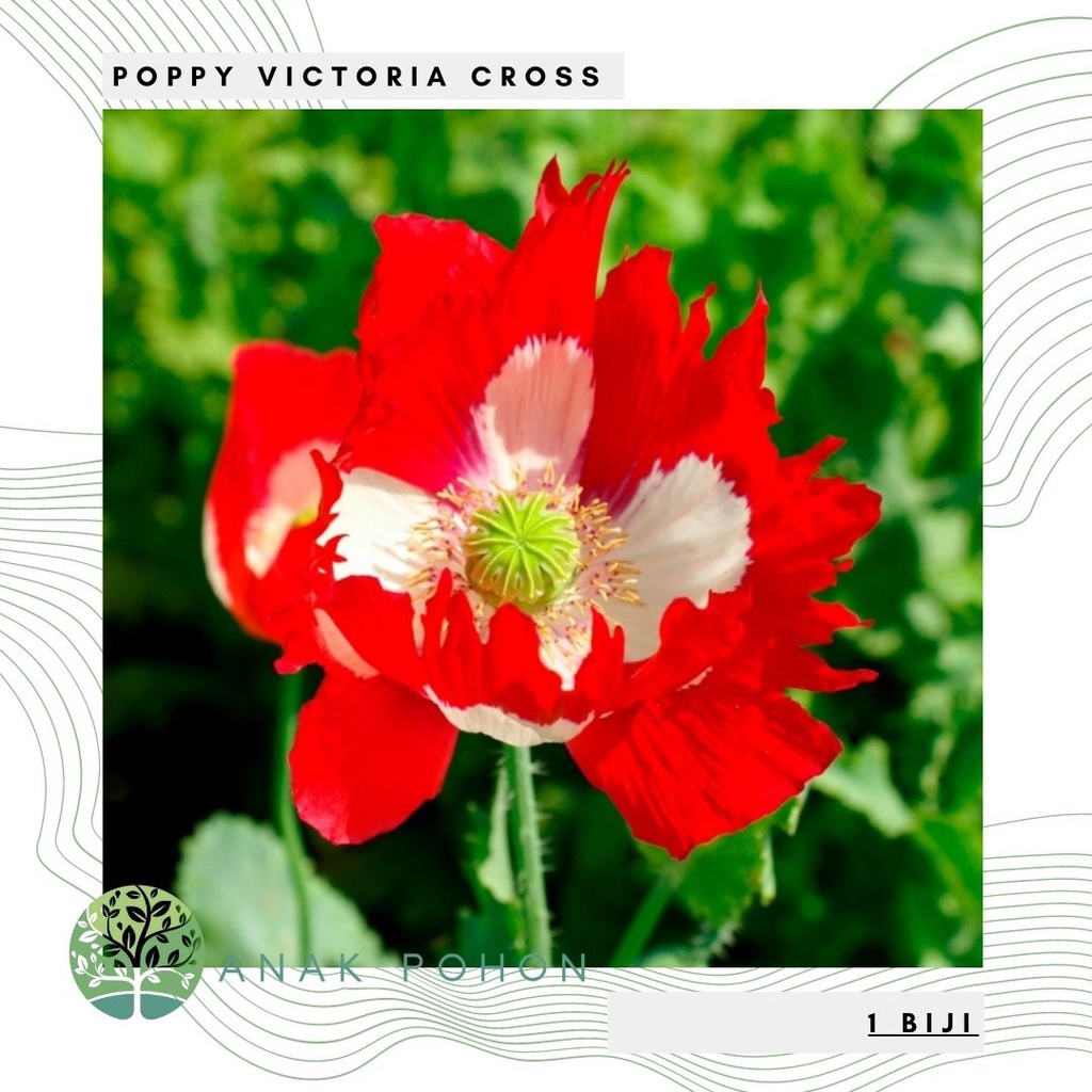 Benih Bibit Biji - Bunga Poppy Victoria Cross (Papaver somniferum) Flower Seeds - IMPORT