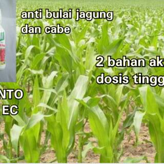 FUNGISIDA ANTI  JAMUR  TANAMAN JAGUNG DAN CABE Shopee 