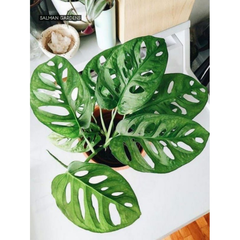 Tanaman hias monstera acuminata - Monstera Accuminata janda bolong - Janda bolong