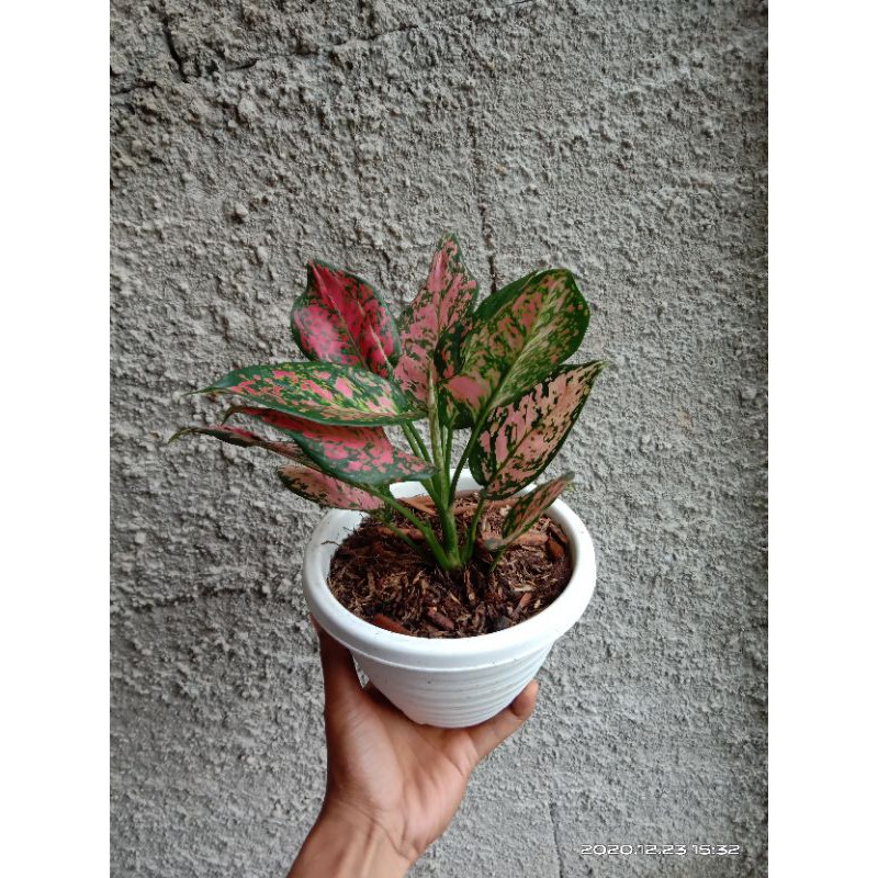 tanaman hias aglaonema dud anjamani indukan ready 1 pohon indukan
