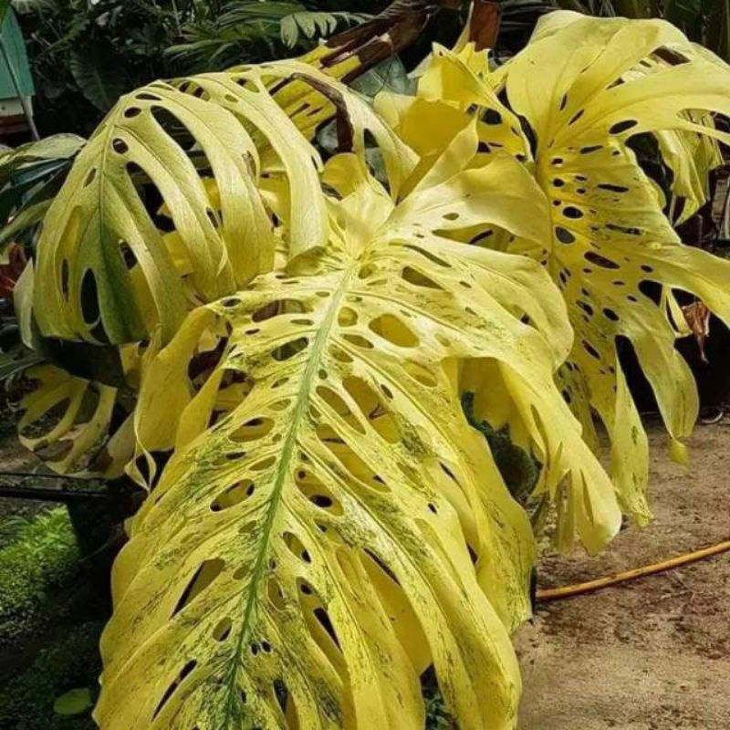 Promo Monstera varigata bonggol king gold (bonggol saja)