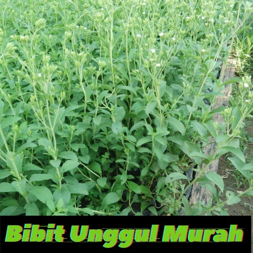 bibit stevia daun manis