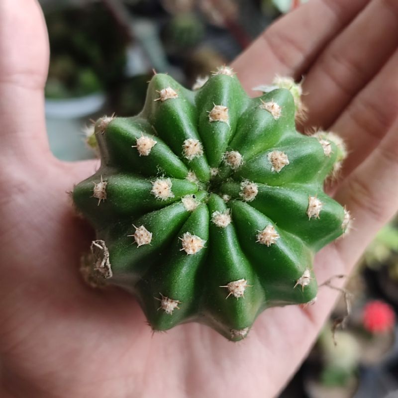 Kaktus ownroot echinopsis subdenudata bulat