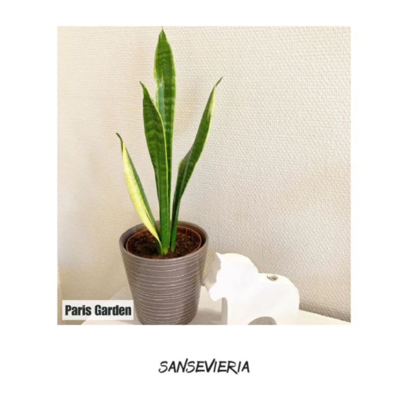 TANAMAN HIAS SANSIVERA PEDANG-PEDANGAN SANSIVIERA PEDANG - BIBIT LIDAH MERTUA SANSEVIERIA PEDANG