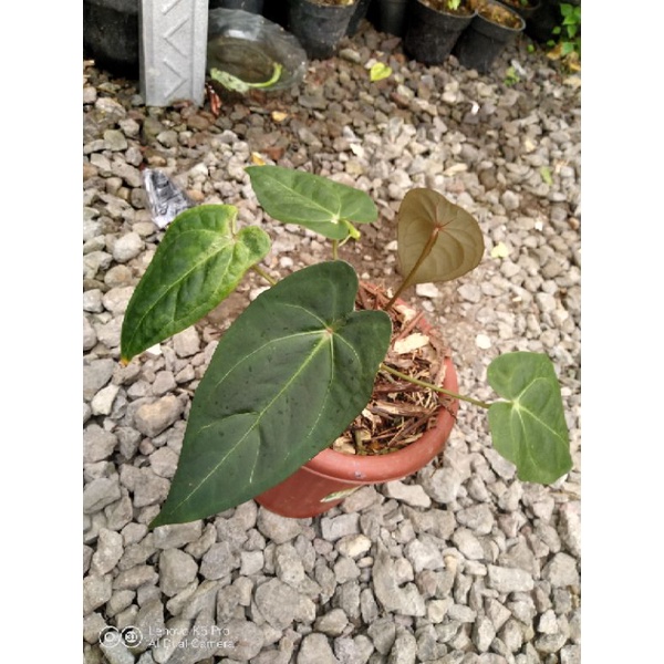 Anthurium Forgetii x Anthurium Papillilaminum
