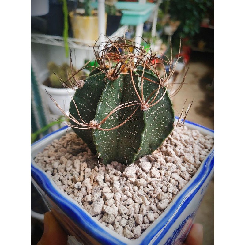 Kaktus Langka Rare Item Import Astrophytum Capricorne