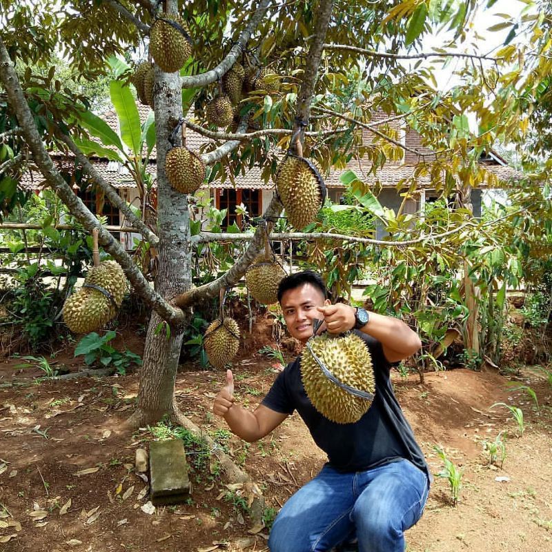 Bibit Durian kaki 3, Tinggi 1 Meter Up, Musangking, Bawor, Montong