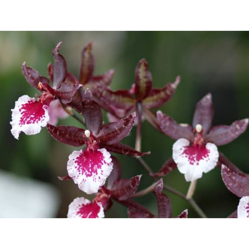 Anggrek Oncidium Colmanara Messai White