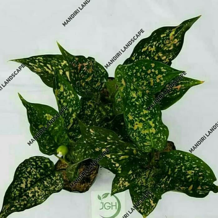 Bunga Aglonema Ruby Pink - Tanaman Hias Aglaonema Pink Ruby