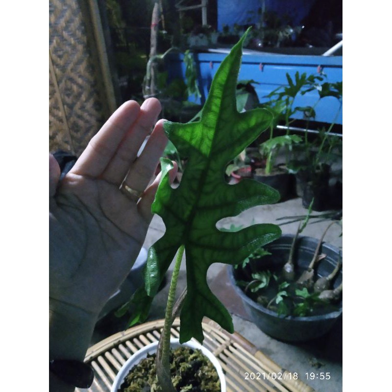 

alocasia jacklin