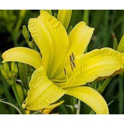 Tanaman Hias Lily Day Murah - Pohon Lily Day kuning MURAH