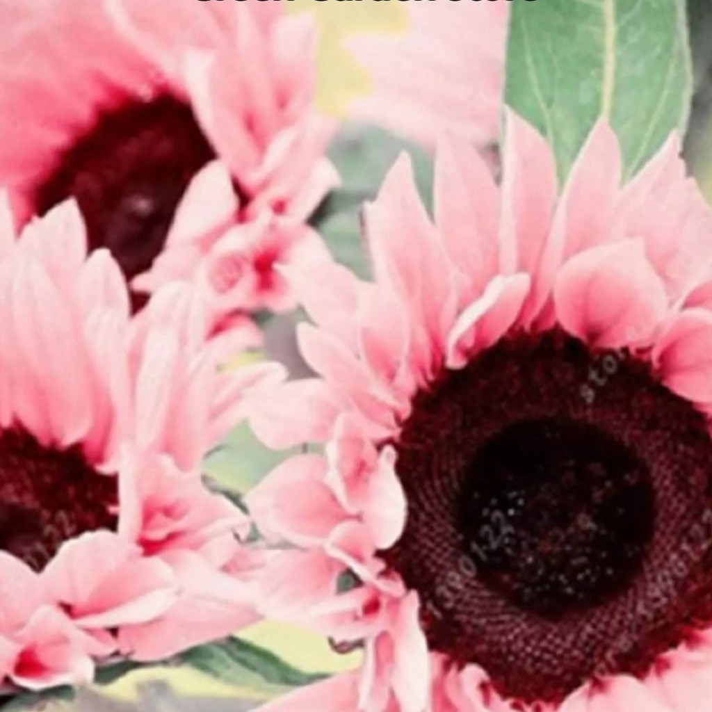Bibit Benih Biji Bunga Matahari Pink - Biji Pohon Bunga Matahari Pink - Sunflower Pink - COD