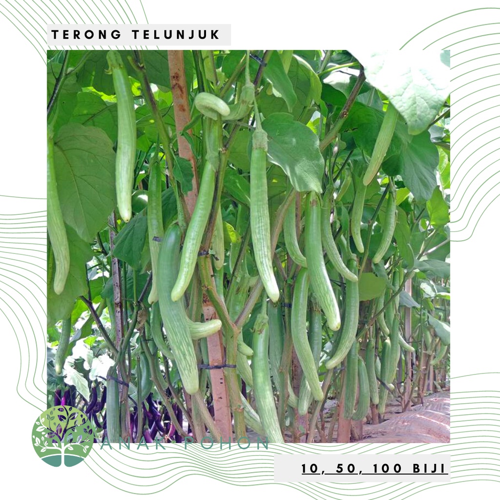 Benih Bibit Biji - Terong Telunjuk / Terong Tunjuk Hijau Lurik Putih Seeds - Panen Dalam 45 Hari