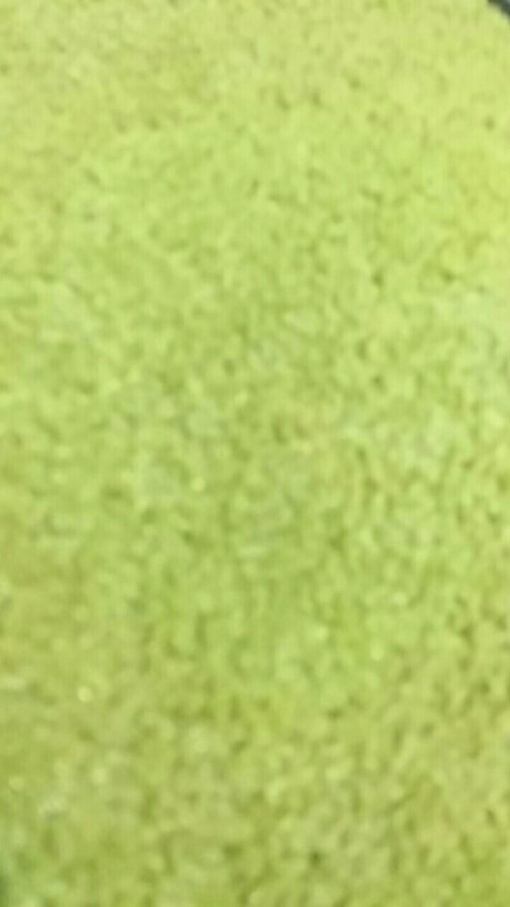 Promo!!! Bonggol Aglonema Golden Hope