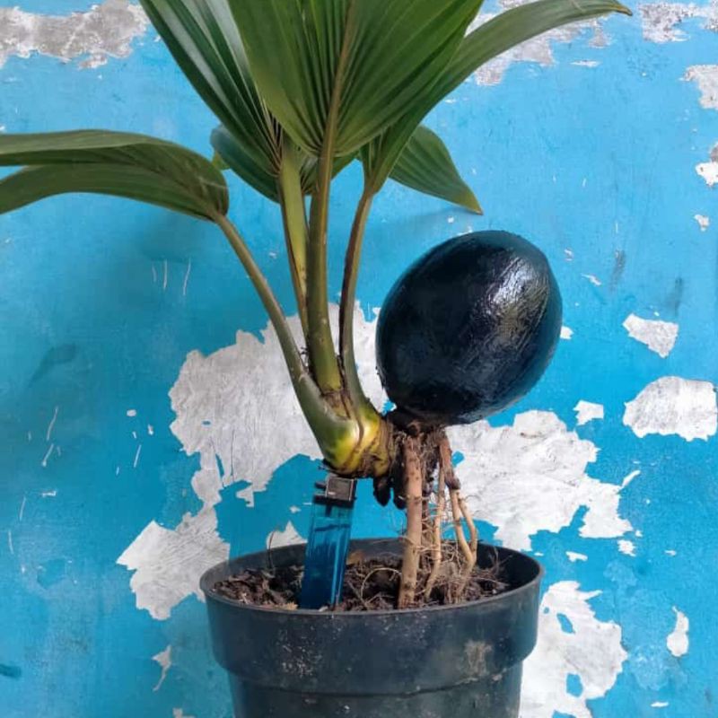 Pohon Bonsai Kelapa Gading