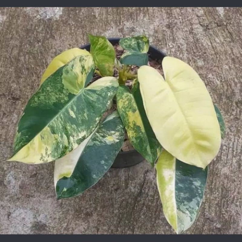 tanaman hias brekele varigata