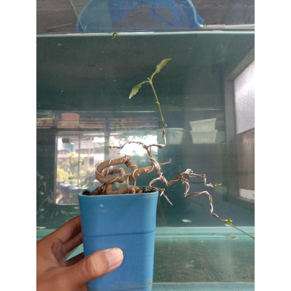 Bonsai Mame Mirten Sakura