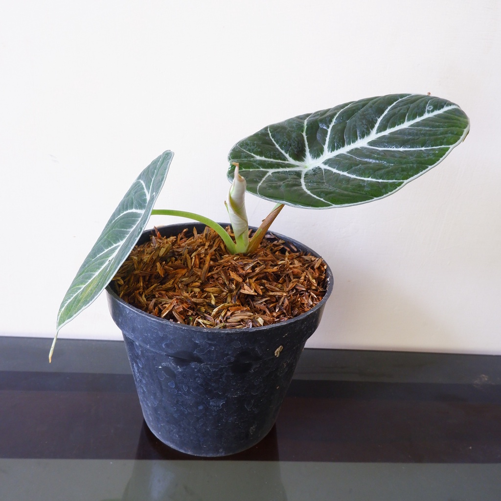 Alokasia Black Velvet - Keladi - Alocasia - Tanaman Hias