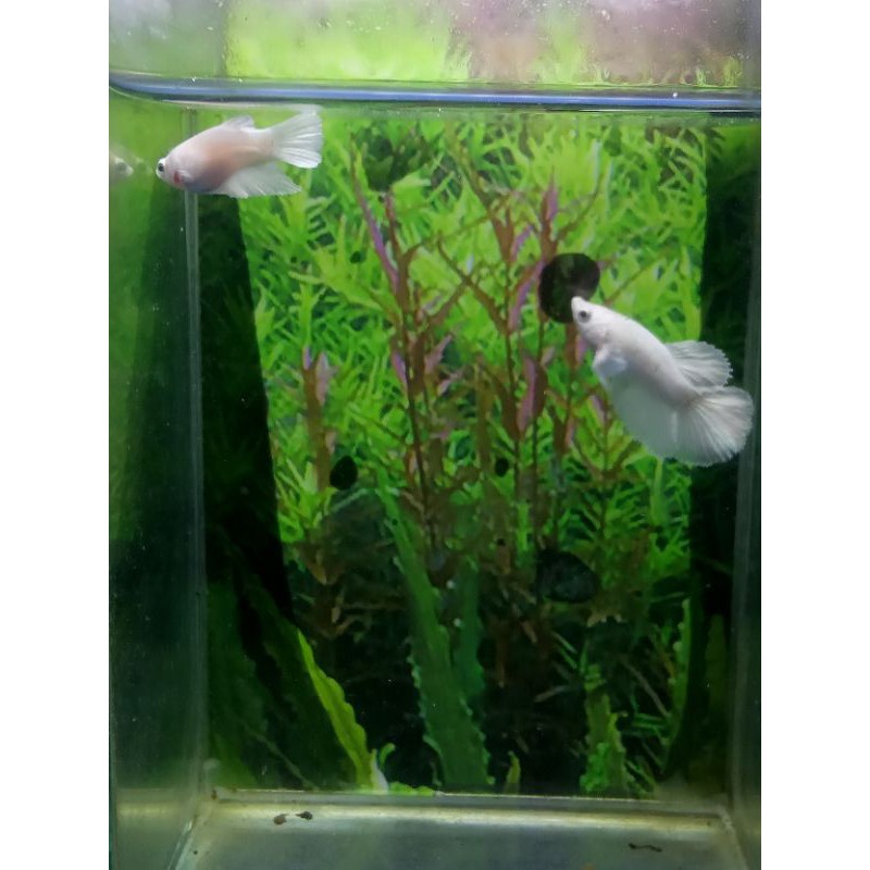 ikan cupang halfmoon white platinum