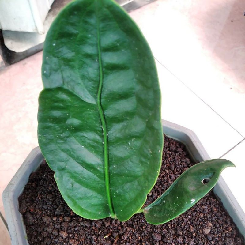 anthurium superboom klasik